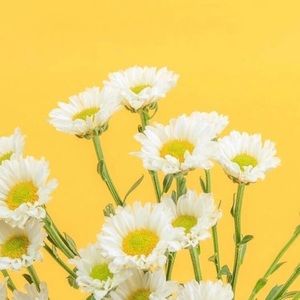 Meet your Posher, Harmony